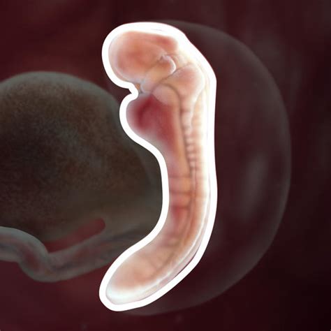 What Does a Fetus Look Like at 5 Weeks: Early Pregnancy Development Stages