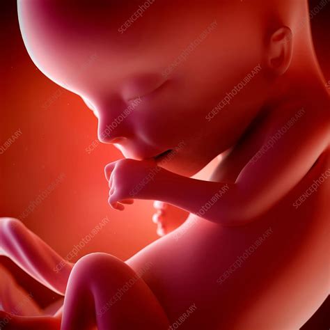 13 Weeks Pregnant: What's Happening to Your Fetus and Body?