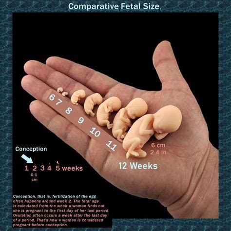 Understanding Fetus Size Weeks: A Guide to Your Baby's Growth Milestones