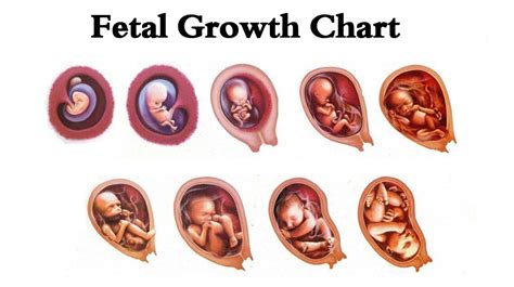 Track Fetus Week by Week Size with Developmental Milestones