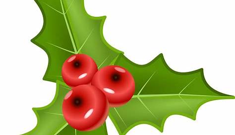 Holly clipart. Free download transparent .PNG | Creazilla