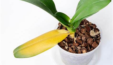 Pourquoi les feuilles des orchidées deviennent jaunes