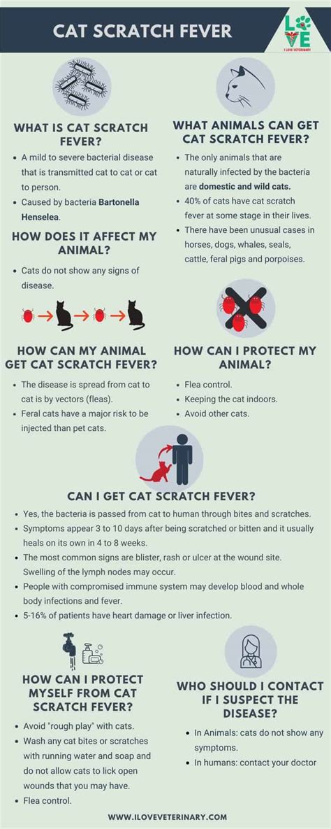 fever scratch cats