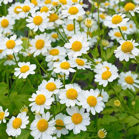 feverfew flower