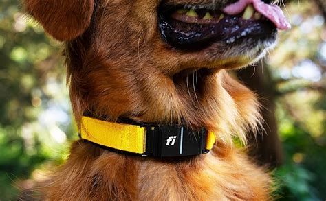 Fi Collar Blinking Yellow