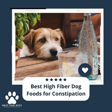 Fiber Diet Dog Constipation