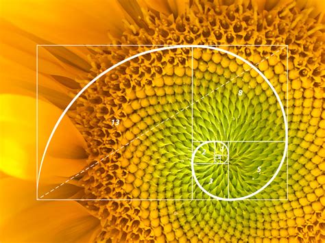 fibonacci numbers found in nature