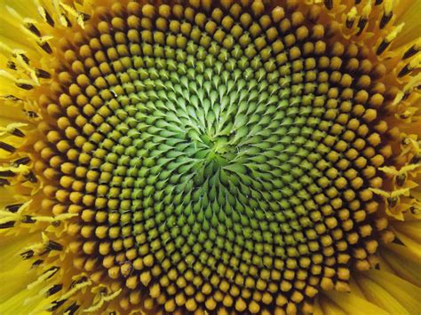 fibonacci pattern in nature