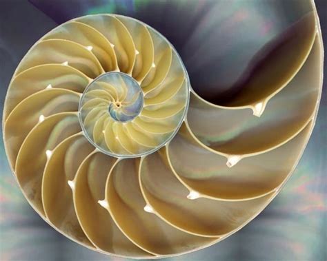 fibonacci sequence patterns in nature