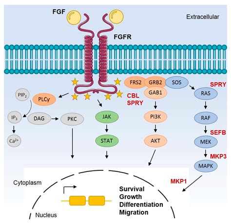 fibroblast growth factor receptor fgfr