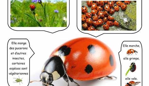 Lecture documentaire CE1 (en images) coccinelle Ap French, French Kids