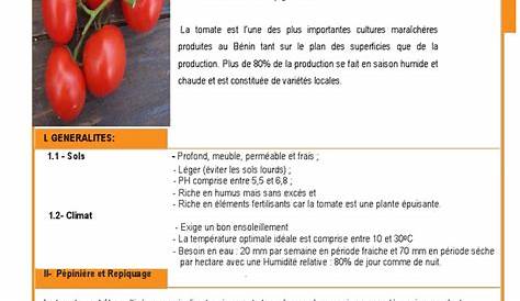 Fiche Tomate | PDF | Cultivar | Sol (pédologie)