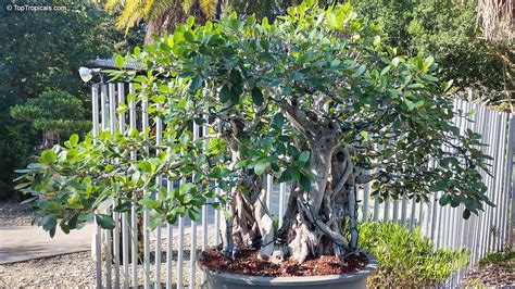 Ficus Bonsai Scientific Name