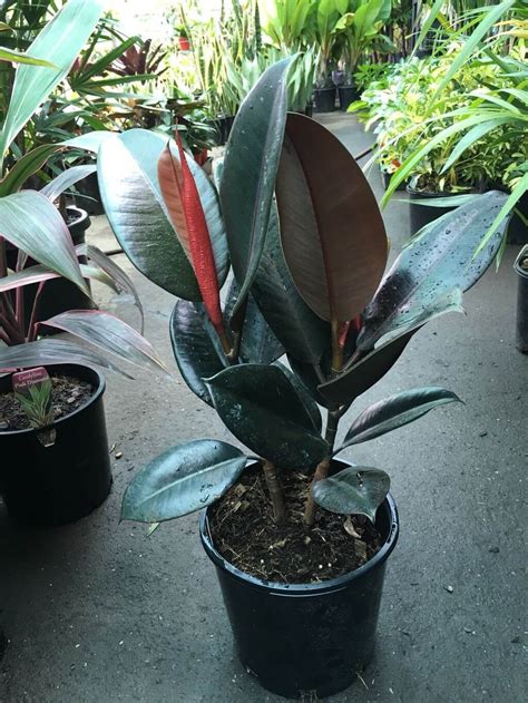 Ficus Burgundy Size