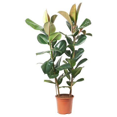 Ficus Ikea Cuidados