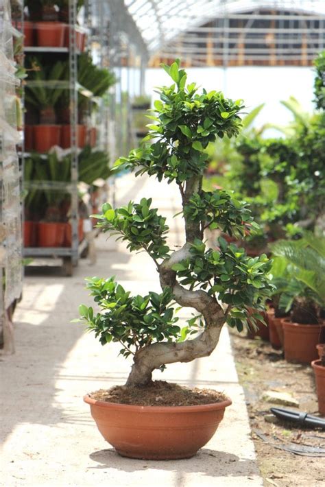 Ficus Microcarpa Cuidados