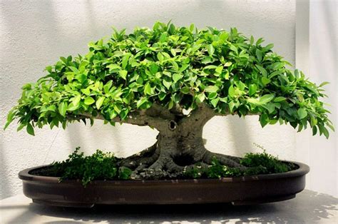 Ficus Retusa Bonsai Tree Light