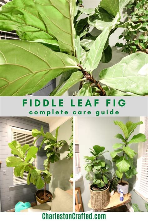 Fiddle Leaf Fig Care Cold Weather