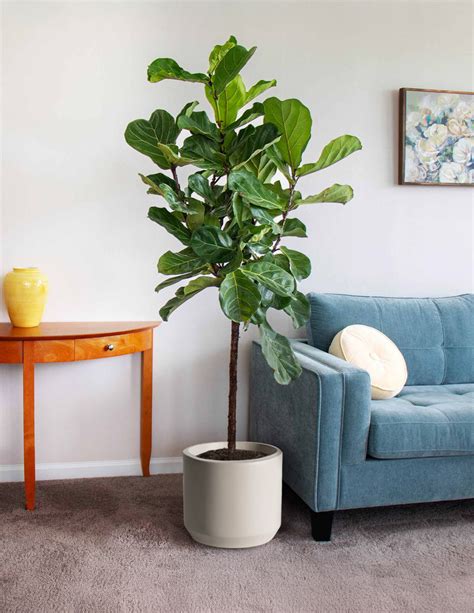 Fiddle Leaf Fig Care The Sill