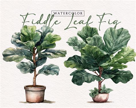 Fiddle Leaf Fig Clip Art