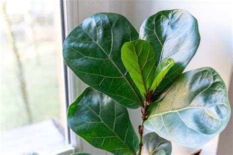 Fiddle Leaf Fig Hours Of Light