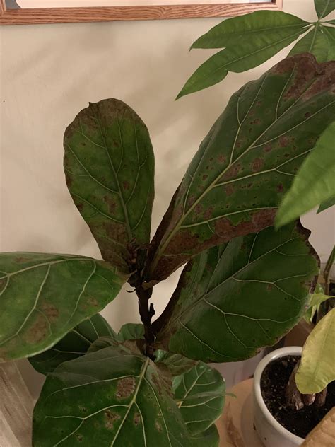Fiddle Leaf Fig Not Growing: Causes And Solutions