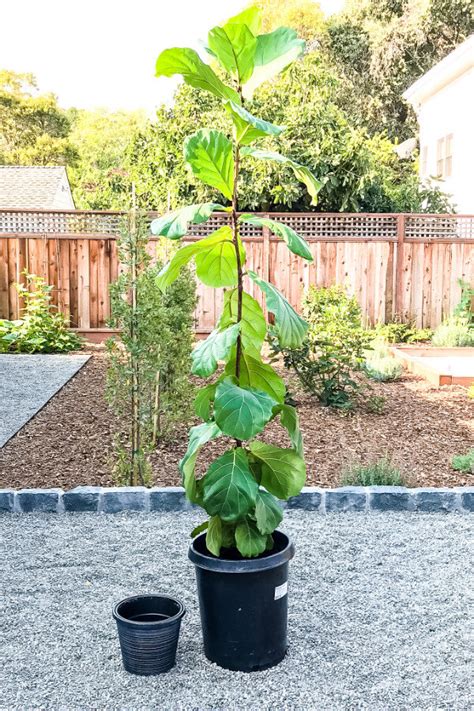 Fiddle Leaf Fig Planter Size