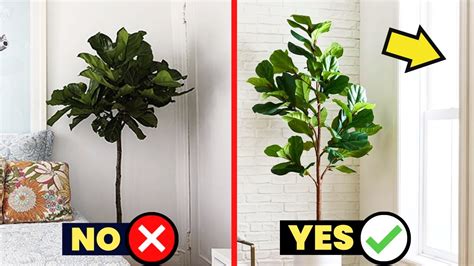 Fiddle Leaf Fig Sunlight: Tips For Growing Healthy Plants