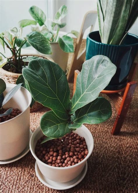 Fiddle Leaf Fig Tree Best Pot