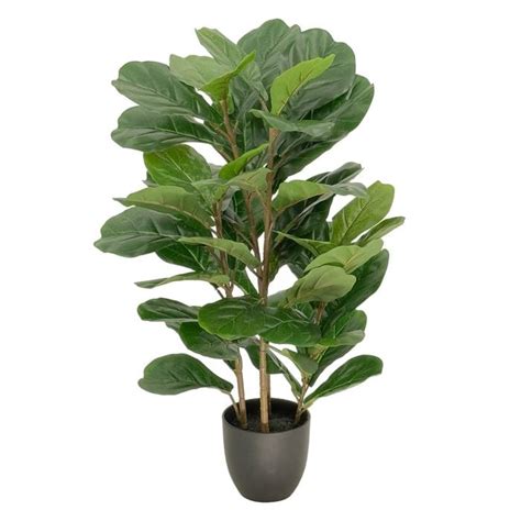Fiddle Leaf Fig Tree Bunnings