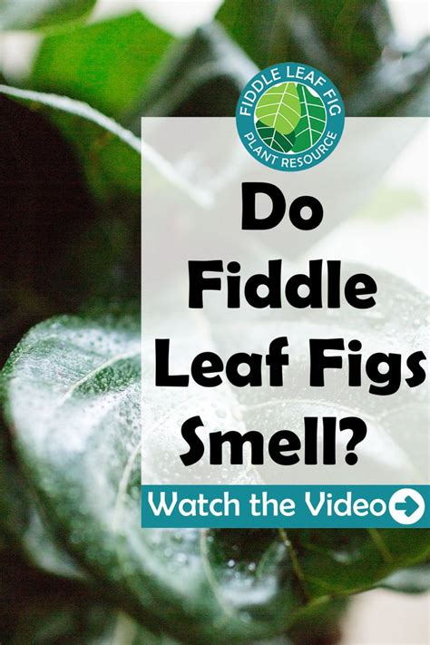 Fiddle Leaf Fig Tree Smell