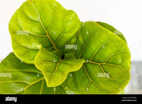 Fiddle Leaf Fig Tree Top Heavy