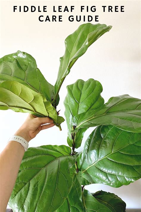 Fiddle Leaf Fig When To Fertilize