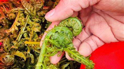 Fiddlehead Picking