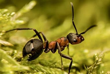 field ant control