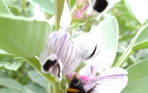 Field Bean Pollination