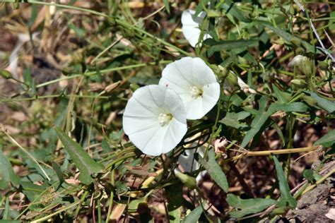 Field Bindweed Images