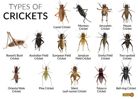 Field Cricket Classification