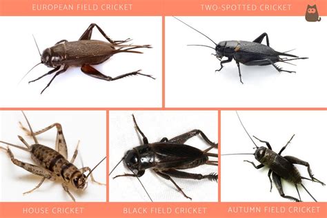 Field Crickets Use