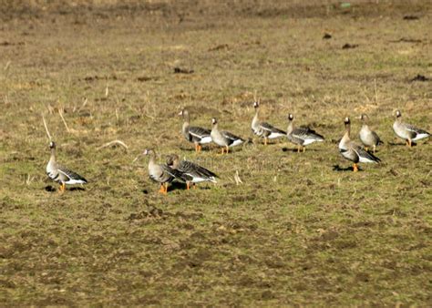 Field Dressing Migratory Bird