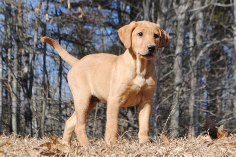 field labrador retrievers