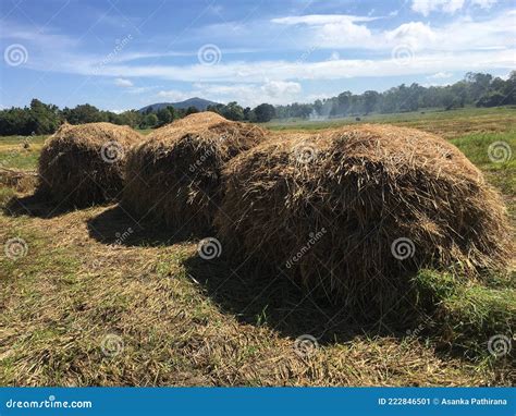 Field Meaning Sinhala