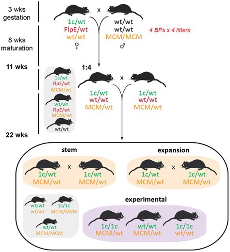 Field Mouse Breeding Cycle