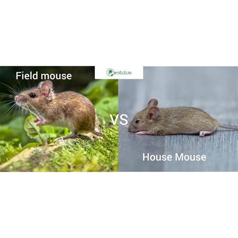 Field Mouse Compared To House Mouse