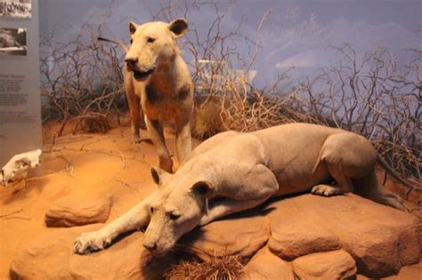 field museum chicago illinois lions of tsavo