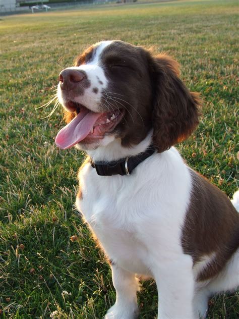 Field Springer Spaniel Breeders Bc