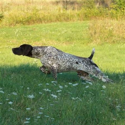 Field Trial German Shorthaired Pointers