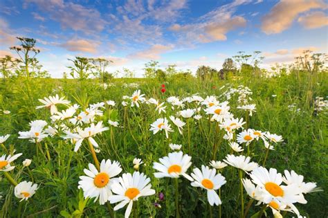 Field With Daisies