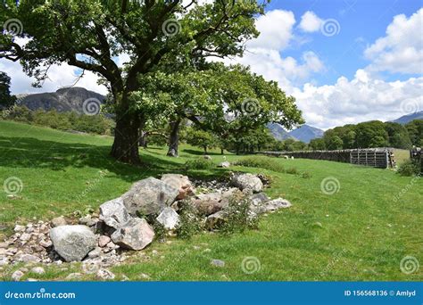 field with rocks and trees