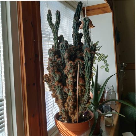 fiery Crossword Clue | Wordplays.com